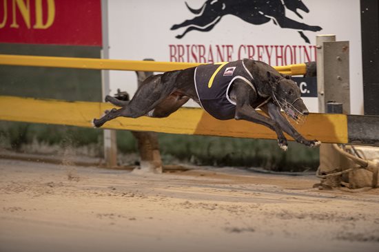 Buying a racing store greyhound