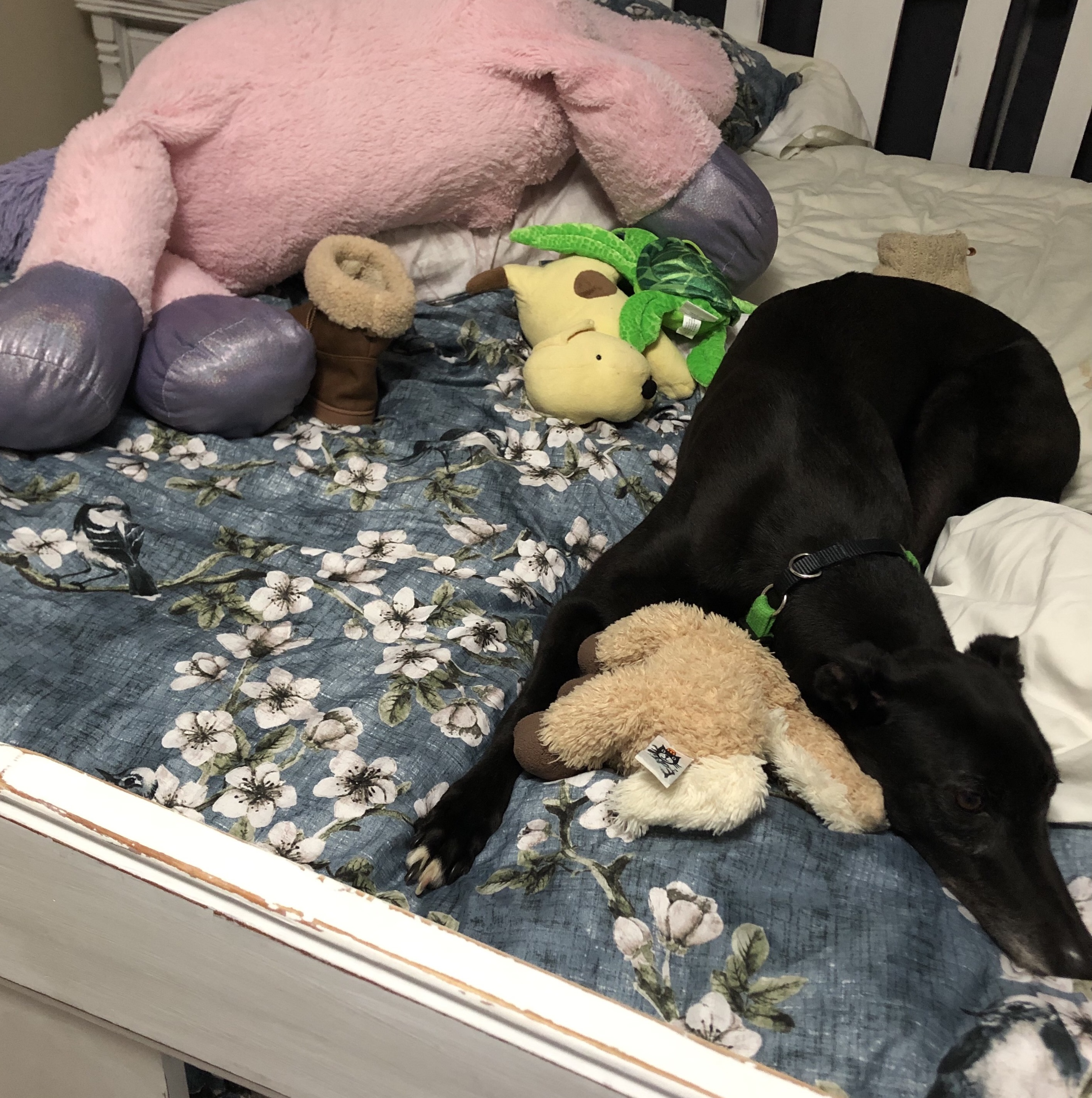 dog hoarding toys in bed