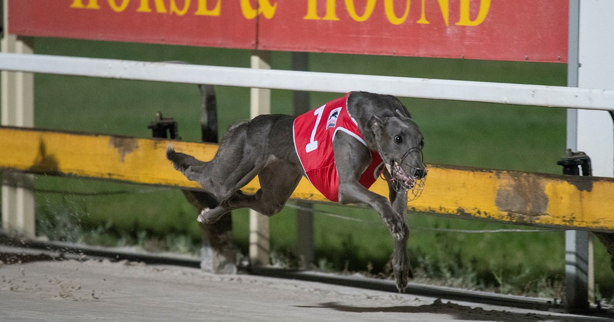August Calendar Changes For QLD Greyhounds :: Racing Queensland