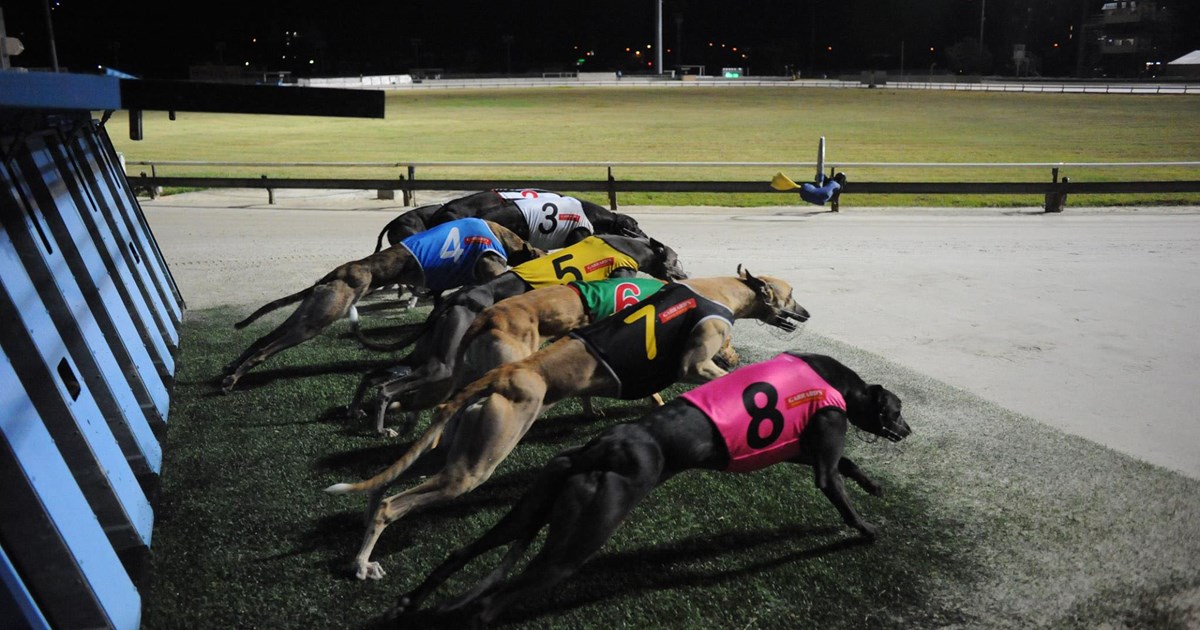 what is the prize money in greyhound racing