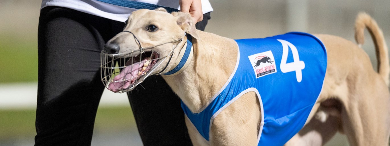 December'05 - Greyhounds Queensland