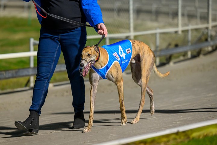 Elite greyhound hot sale