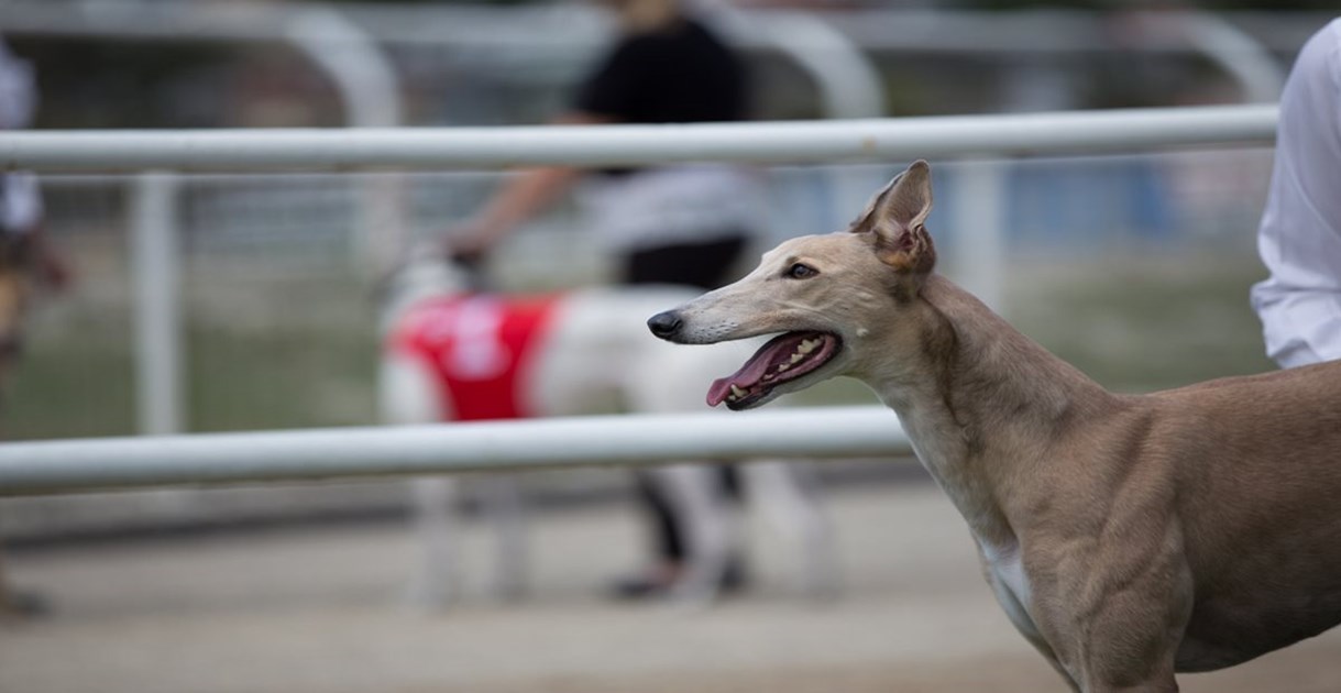 Rockhampton Greyhound Update :: Racing Queensland