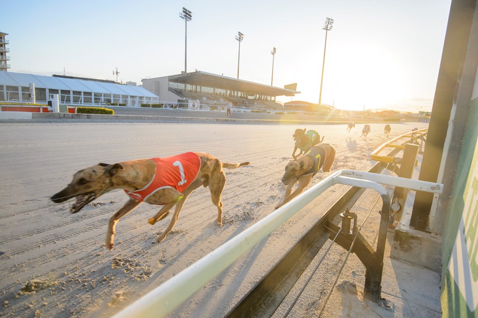 Melbourne Cup on the agenda for Queensland chasers Racing Queensland