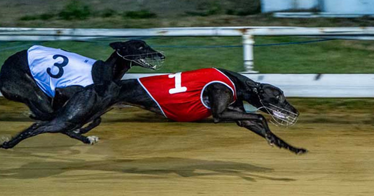 Q Casino Greyhound Racing