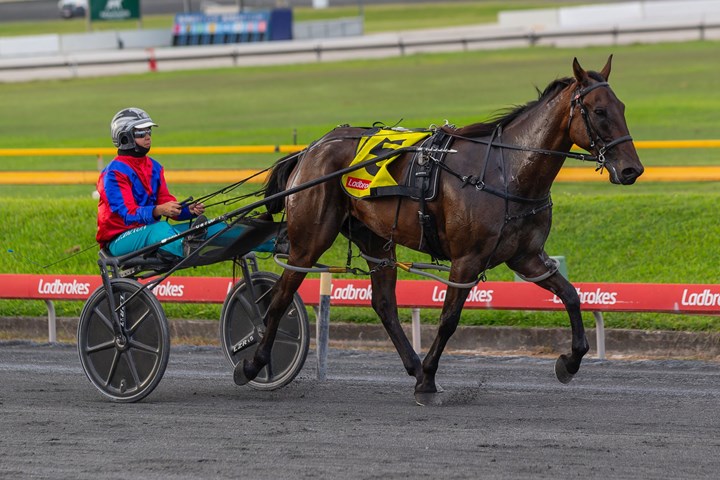 Queensland Harness Racing Wrap - February 19 :: Racing Queensland