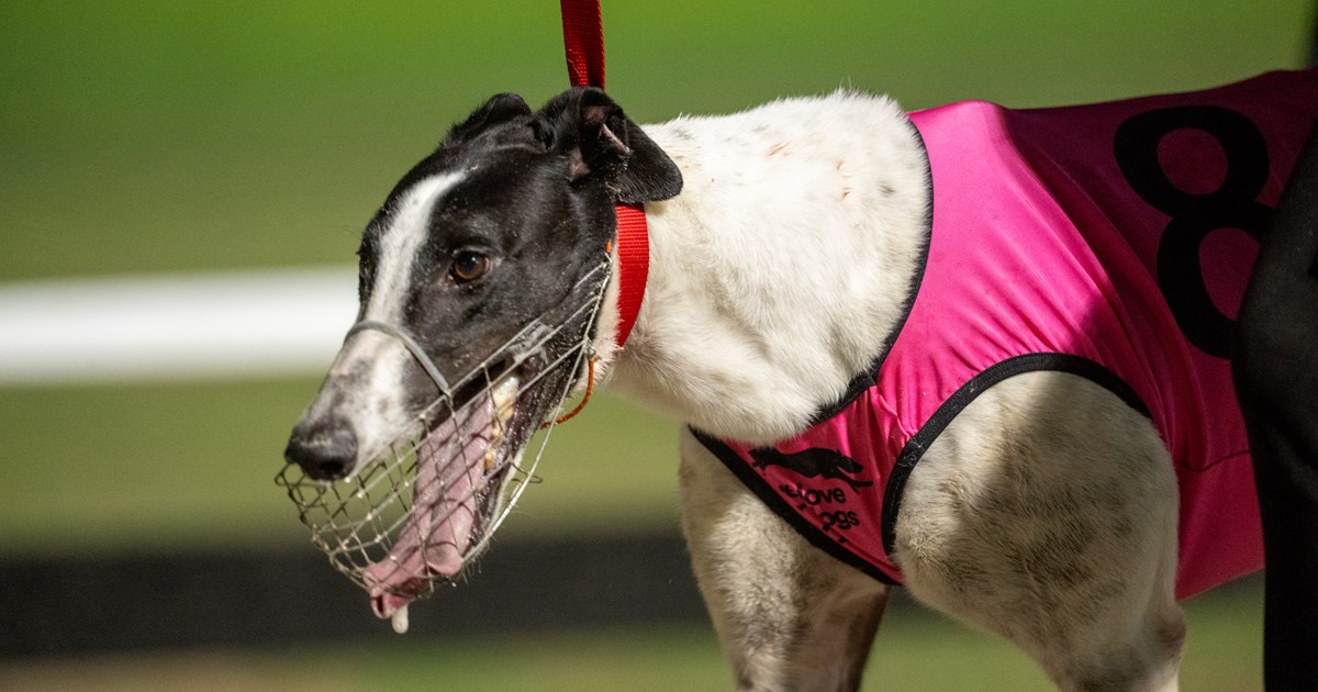 are greyhounds meant to race