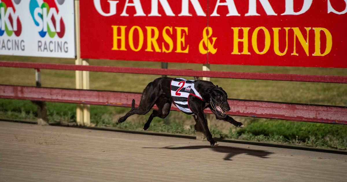 how long is a dog race track