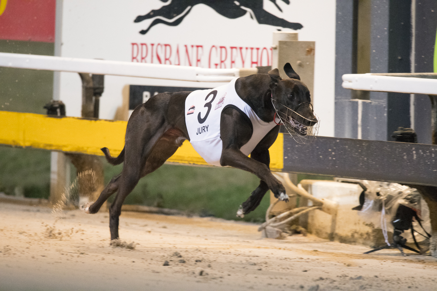 Albion Park Greyhound Track Maintenance :: Racing Queensland