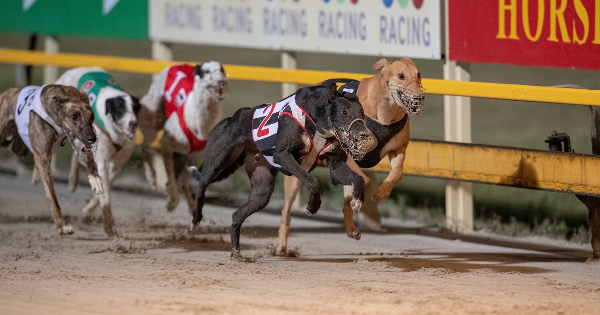 what is the prize money in greyhound racing