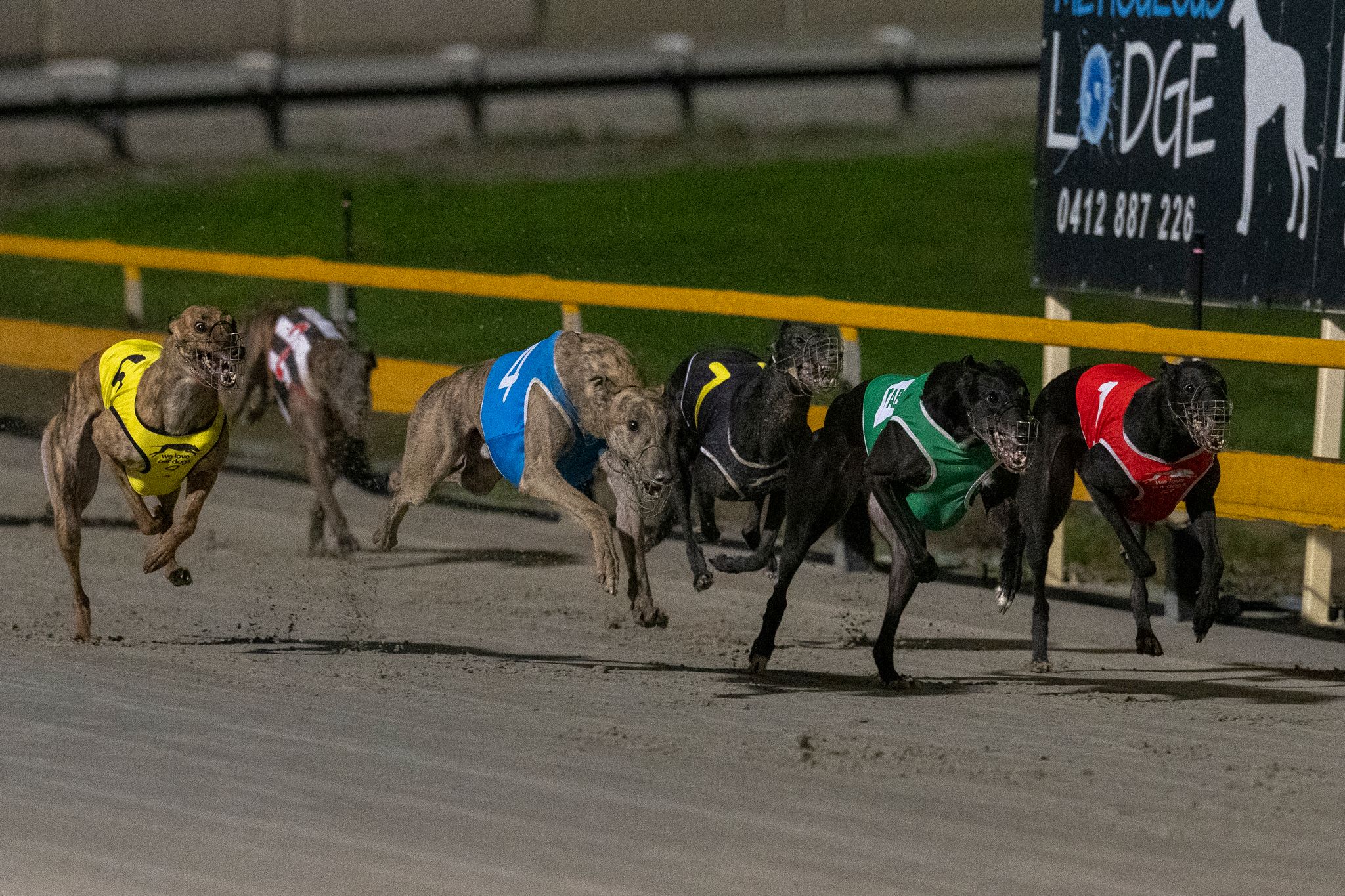 The Decision That Changed The Future Of The Brisbane Greyhound Racing ...