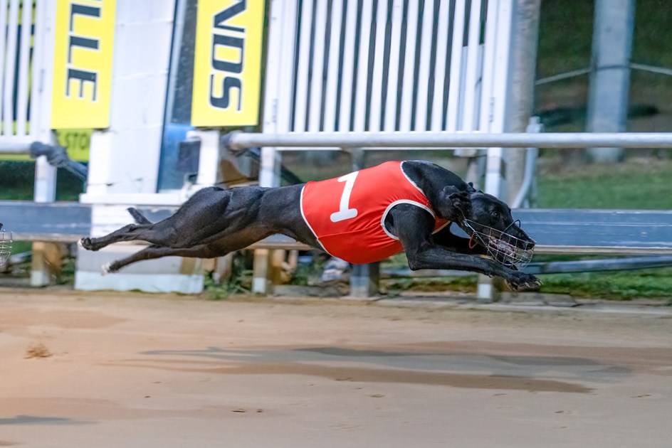 December'05 - Greyhounds Queensland