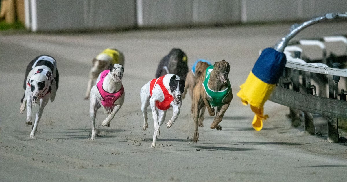 What Is The Name Of The Rabbit At The Dog Races