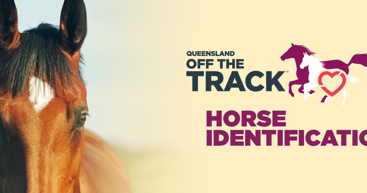 Horse Identification Racing Queensland