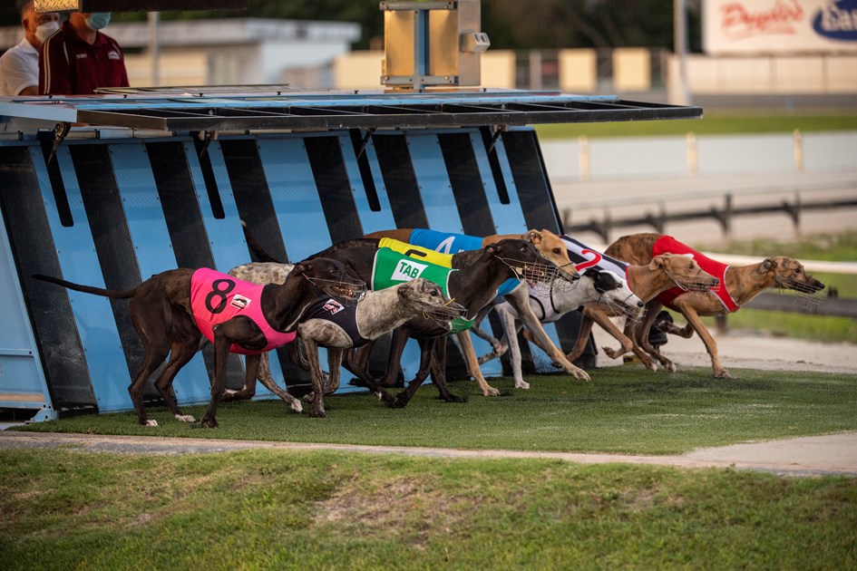 Bourke goes all in with winning hand :: Racing Queensland