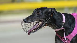 Crab Pot offers much more than a quirky name