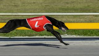 From military dogs to winning greyhounds for Wielander