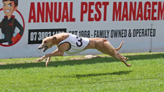 Capalaba Greyhound Meeting Abandoned 6 May 2026