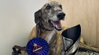 Springview Magic shines in retirement