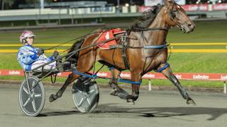 Dashman's harness look ahead - April 10