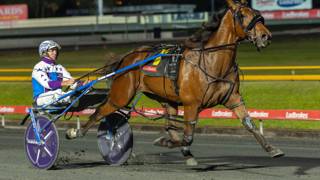 Dashman's harness look ahead - April 2