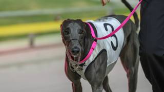 Pop's Maestro ready for Gold Bullion