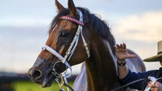 Yellow Brick ready for Sydney test