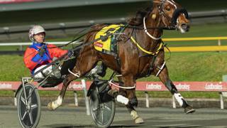 Queensland Constellations begins with a bang