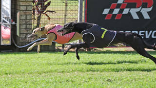 Young trainer Slater living the dream with Capalaba runner