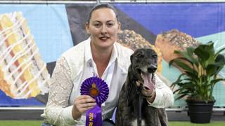 Ekka showcase helps greyhounds find forever homes