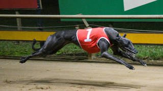 Racing Queensland Grading Procedure and Programming Review Update