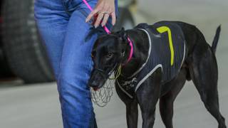 Recharged Sironen Tiger needs to jump well in Golden Chase