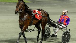 Dashman's harness look ahead - April 24