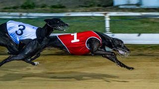 Townsville Greyhound Meeting Transferred