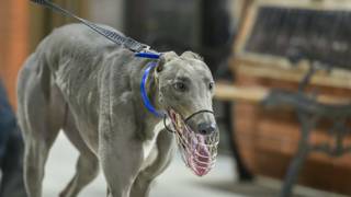 Quarman’s best time in greyhounds about to get better