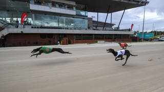 Gold Force to be reckoned with as straight chaser