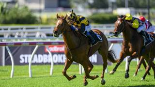 Silver Wedding chases Stakes win at Ipswich
