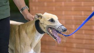 Zammit’s ‘Cowboy’ set for quick draw in Rising Stars