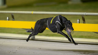 ‘Top four’ is Russell’s aim in Golden Chase Sprint semi-final