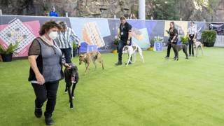 Druery family could celebrate trackside and in parade ring