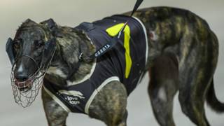 Tripper Art draws strength from Carnival Masters heat win