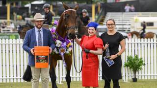 Former harness racer Super Falcon flying in retirement