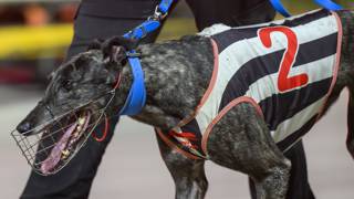 Top breeder says Zipping Lee needs some luck