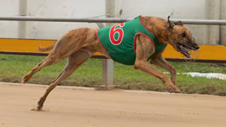 Box manners are key to He Played One’s golden future